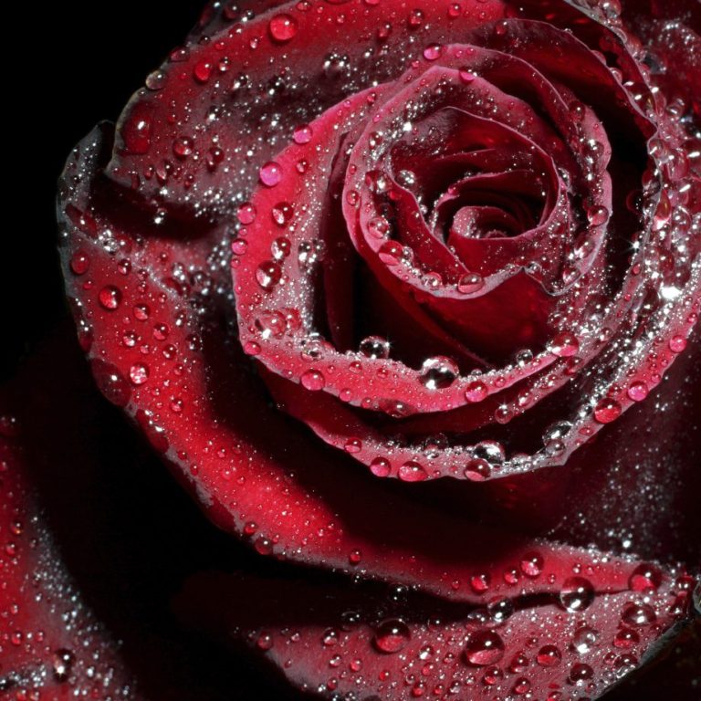 Rose Rote Rose mit Wassertropfen auf den Blütenblättern vor schwarzem Hintergrund.